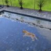 Paws and Claws: Pampered Pets - למחשב
